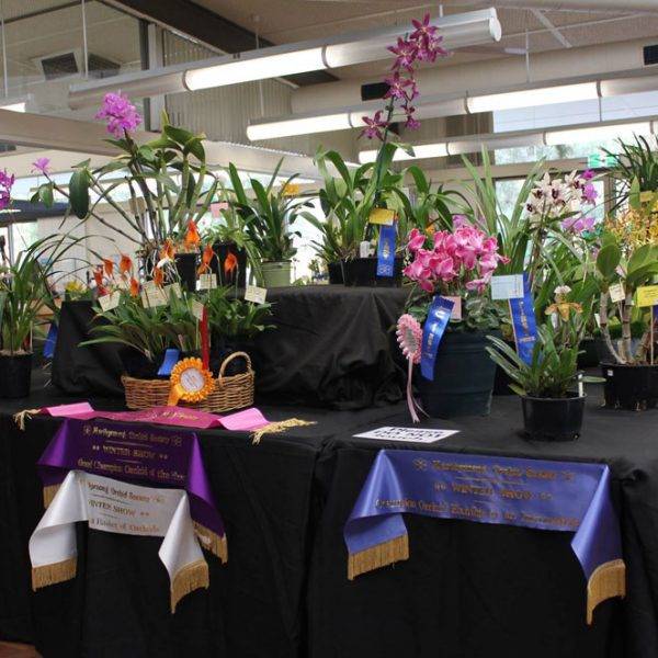 Orchid show ribbons - Republished with permission.