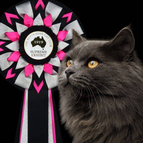 Rosettes, sashes and ribbons for feline events.