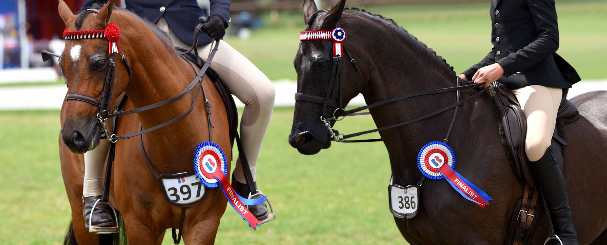 Rosettes for equestrian events.